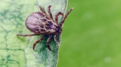 Costum și alte măsuri de protecție împotriva căpușelor