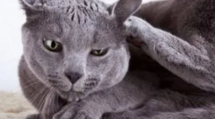 Pisica își scutură adesea capul și zgârie urechile: ce să facă