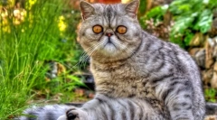 Cat eczot (foto): pisica de jucărie cu lână groasă