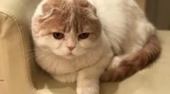 Cat lera kudryavtsevaya fofan: noua star instagram