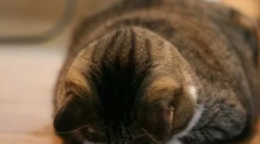 Pisica a fost ofensata: cum sa gasesti un limbaj comun cu el si de alcătuit