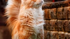 Pisici maine kun (foto): împărați de pisici de casă