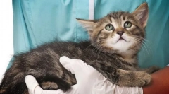 Boli de piele în pisici