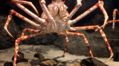 Crab spider