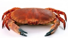 Crab