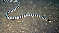 Șeful marinului aburit