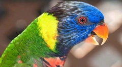 Papagali frumoși și inteligenți