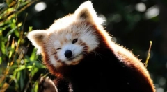 Roșu panda (foto): miniatura finery bear