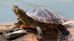 Broască țestoasă roșie