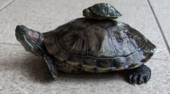 Redhead broască țestoasă de apă dulce în natură și acasă