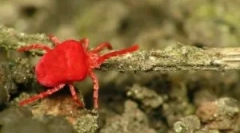 Red tick redwood