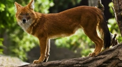 Lupul roșu (foto): prădător periculos cu aspect neobișnuit