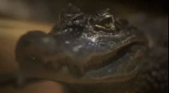 Crocodil: fapte interesante despre prădătorul periculos