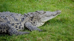Crocodil osgly