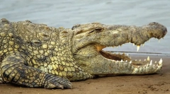 Crocodil