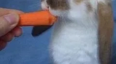 Iepuri: principalele rase și reguli de conținut