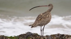 Crăpată cu sânge fină