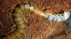 Planete mari de insecte (6 fotografii)