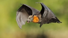 Krylanovy. Familia de mamifere