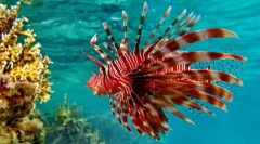 Lionland sau pește de zebră