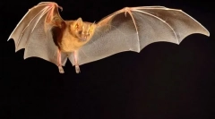 Vampiri înaripate