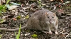 Șobolani la cablurile de cabană și grădină