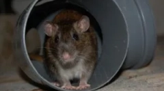 Șobolani în subsolul unei clădiri de apartamente