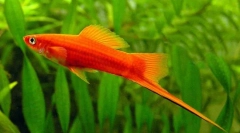 Xifhophorus hellerii (xiphophorus hellerii)