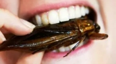 Cine mănâncă tarakanov?