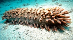 Omul de animale marine din frică pierde intestinele?