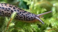 Cine este în lumina tuturor dinților: top 10 animale, care au o mulțime de dinți