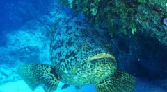 Cine este pește evreiesc?