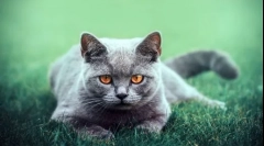 Care sunt pisici britanice: descrierea rasei, caracteristicile și soiurile sale