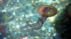 Care sunt un astfel de intestin-fericire?