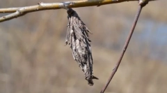 Care sunt astfel de pungi?