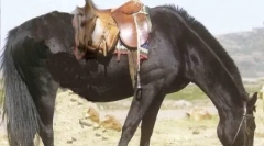 Care sunt un astfel de ponei?