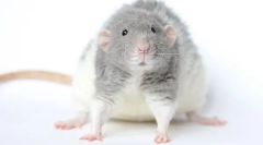 Crispy rat rat rex: descriere și caracteristici