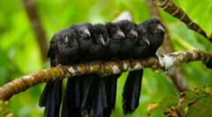 Cuckoo (foto): acest vrăjitor depune și deghizarea