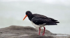 Kulik-patruzeci de schimb