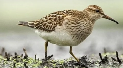 Sandpiper