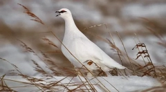 Partridge alb mediu rus