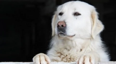 Kuvas (fotografie): câine incredibil de frumos și de libertate