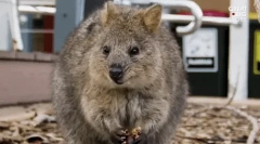 Quokka: fapte interesante despre cel mai fericit animal de pe pământ