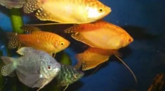 Labirintul pește pentru acvariu acasă: lista și caracteristicile conținutului