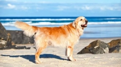 Labrador retriever (foto): energie irepresibilă și bunătate nesfârșită