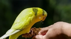 Papagal delicatețe care iubesc papagali