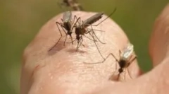 Lămpi pentru distrugerea insectelor care zboară