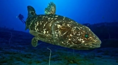 Coelacanth