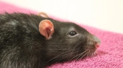 Tratamentul abcesului la șobolani, simptome și cauze ale apariției