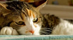 Tratamentul hepatitei pentru pisici